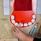 Edukacyjna tablica drewniana masterkidz higiena jamy ustnej montessori