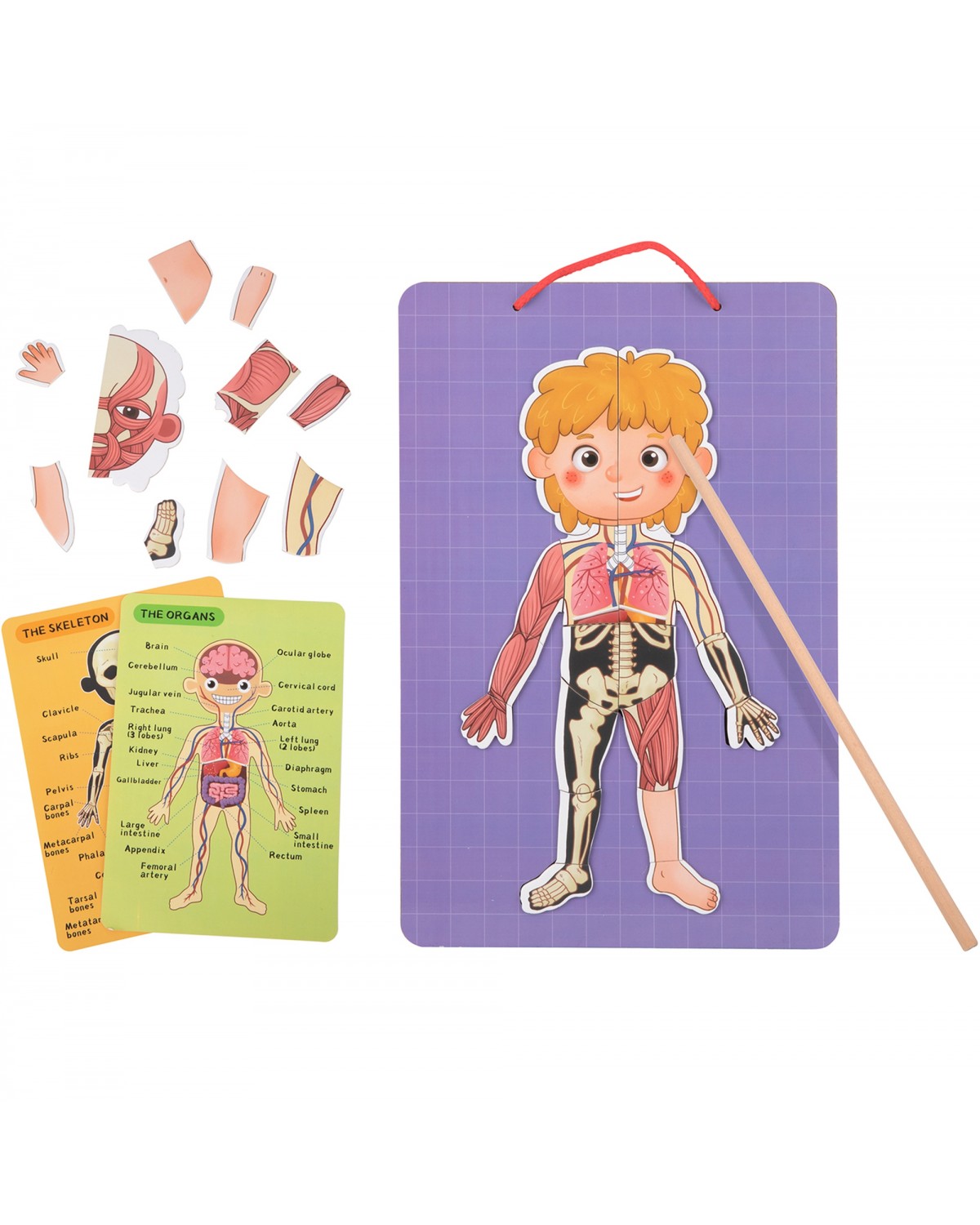 Tooky toy drewniane puzzle montessori magnetyczne nauka anatomia człowieka 78el.